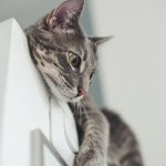 Explanation On Why Cat is Important